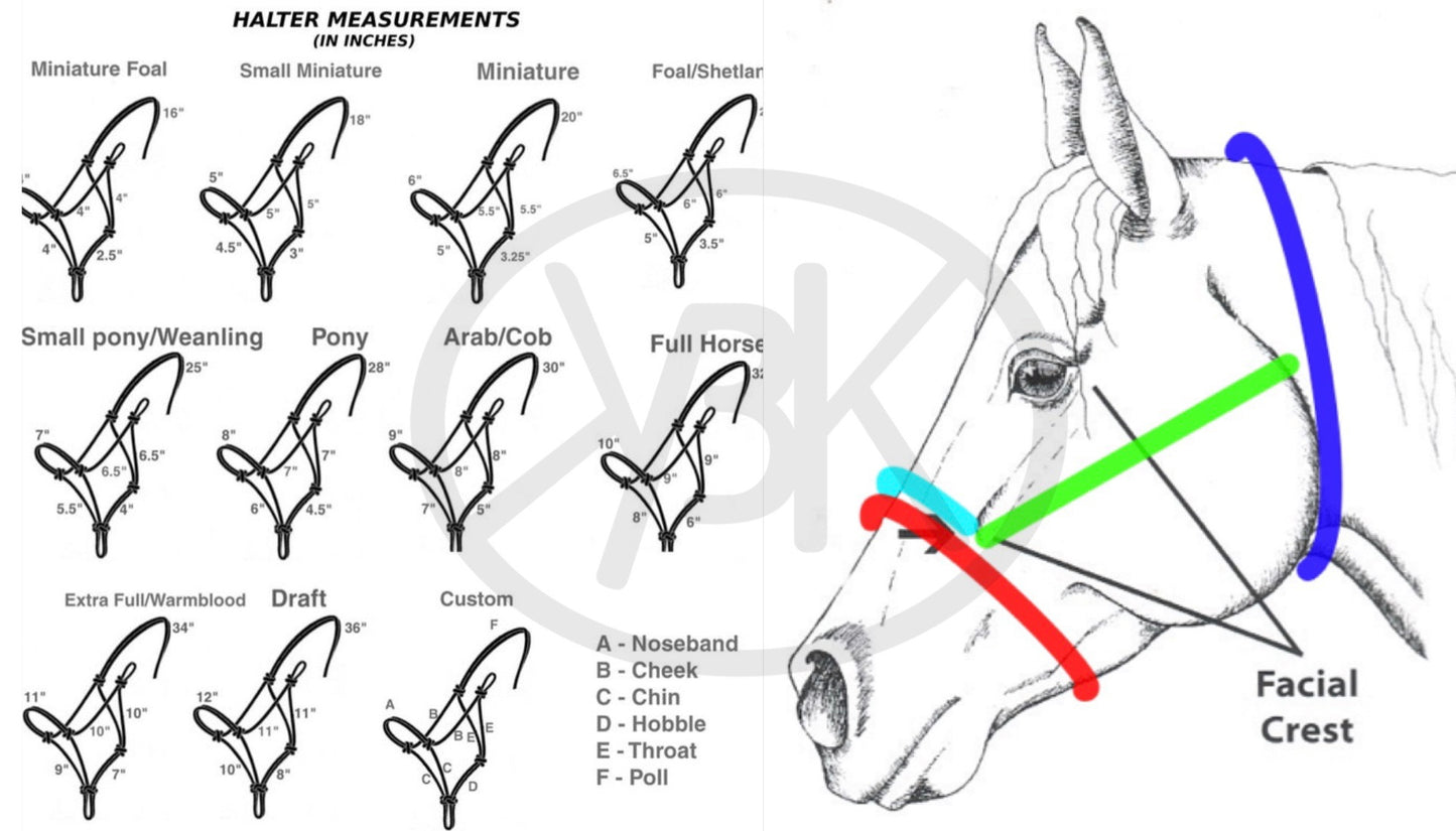 PONY Mule Tape Halter & Lead